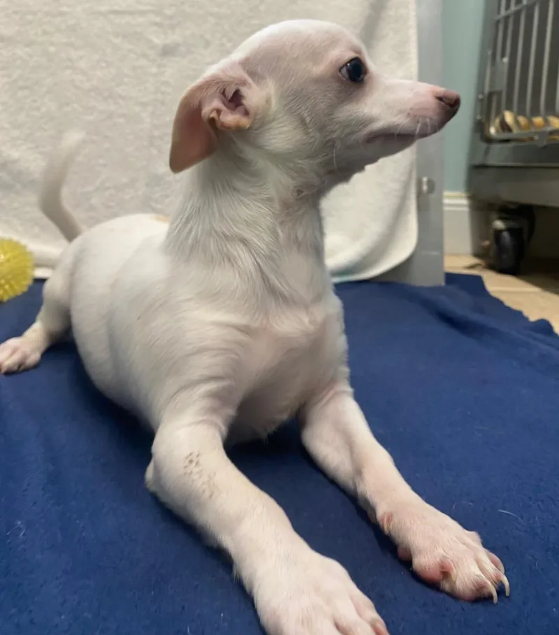 Captain Morgan thumbnail 6