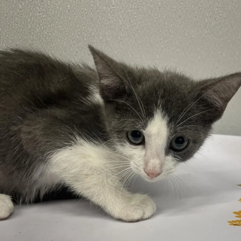 A baby small-sized male Gray / Blue / Silver Domestic Short Hair cat named Raiko for adoption in Tampa, FL