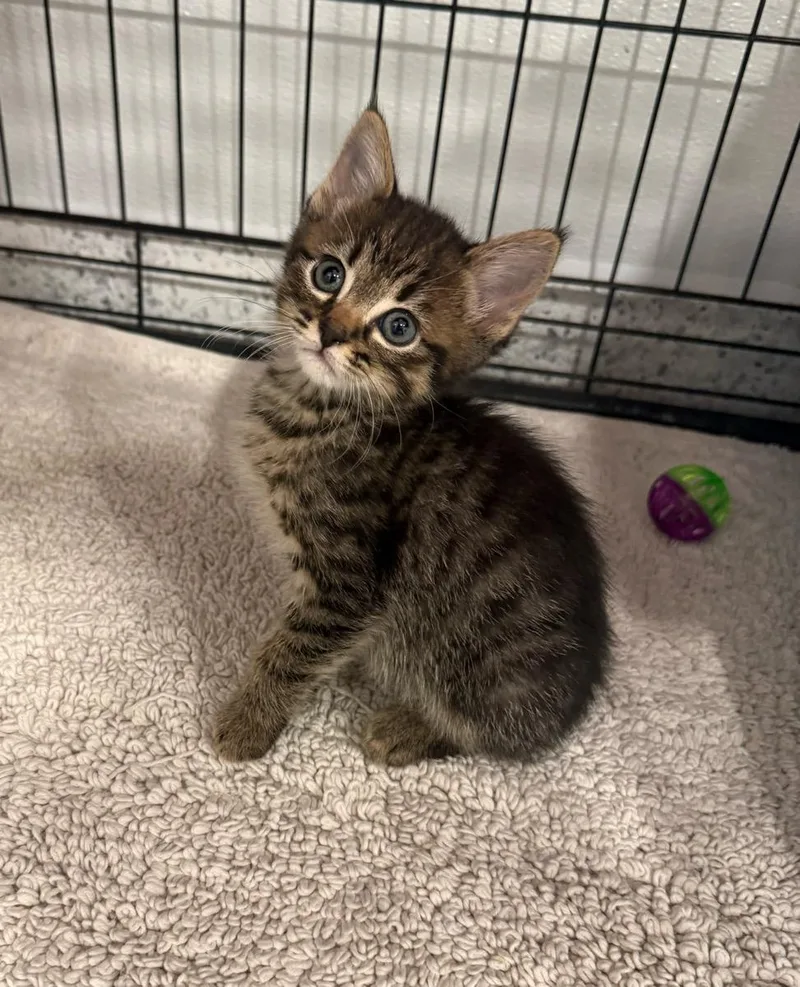 A young small-sized male Tabby cat named Tabby for adoption in Temecula, CA