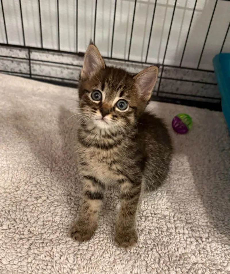 Tabby thumbnail 2
