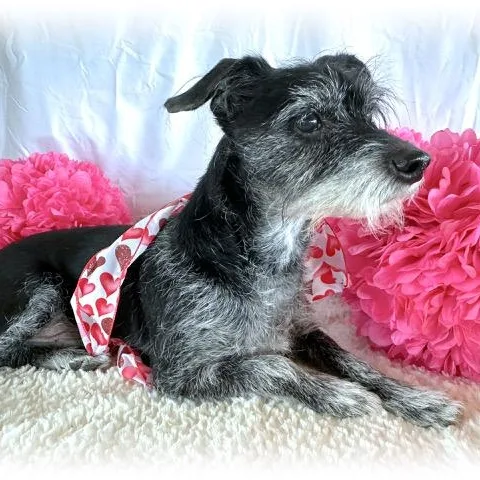 A senior small-sized male Black Standard Schnauzer dog named Coach for adoption in Tulsa, OK