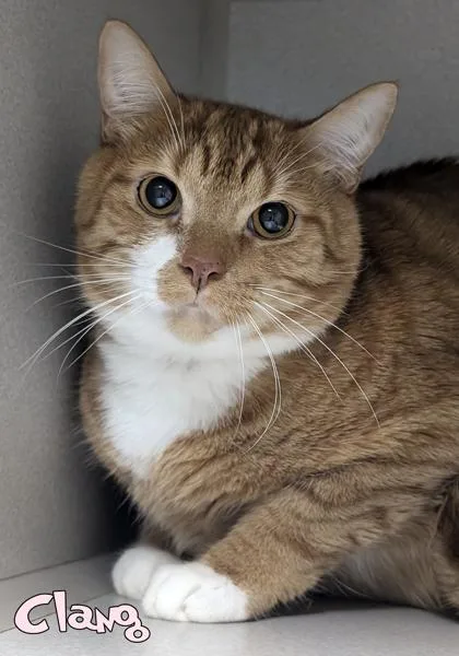 A senior large-sized male Domestic Short Hair cat named Clang for adoption in Mason, MI