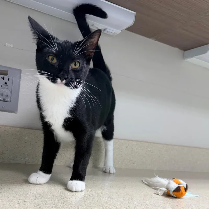 A young medium-sized female Black Domestic Short Hair cat named Mika for adoption in Great Falls, MT