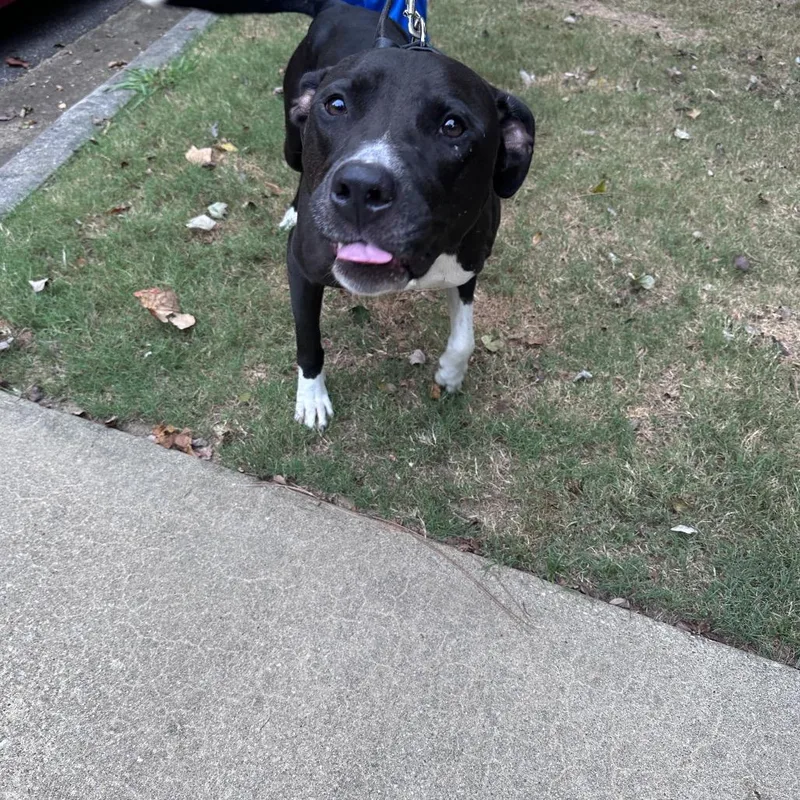 An adult medium-sized male Black Mixed Breed dog named Indiana Bones for adoption in Columbus, GA