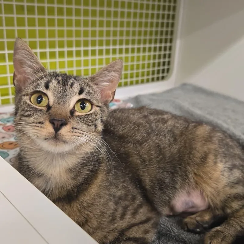 A young medium-sized female Gray / Blue / Silver Domestic Short Hair cat named Apple for adoption in Middle Village, NY