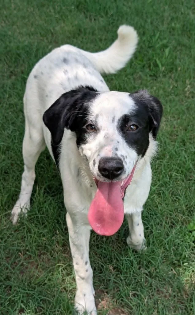 A baby medium-sized female Labrador Retriever dog named Roxy for adoption in Seven Points, TX