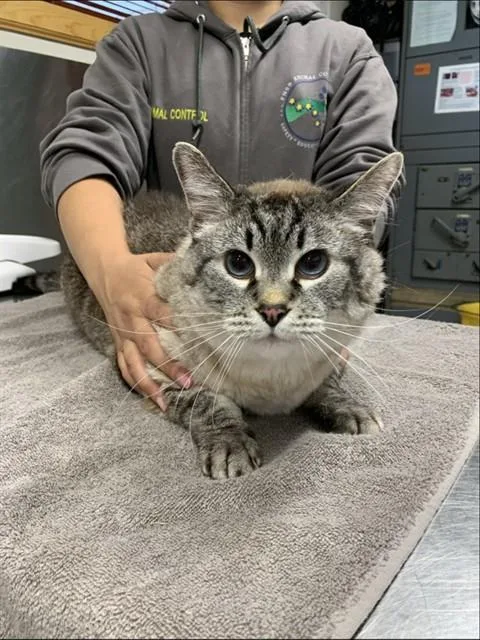 A senior large-sized male Siamese cat named Sphinx for adoption in Fairbanks, AK