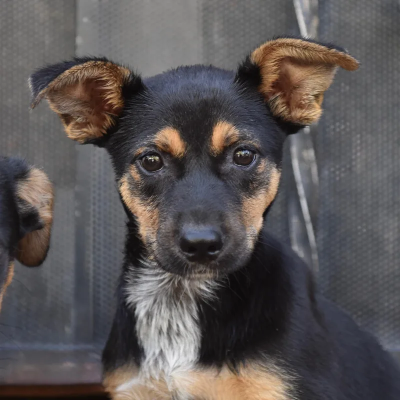 A baby medium-sized female Bicolor Mixed Breed dog named Smiley for adoption in Los Angeles, CA