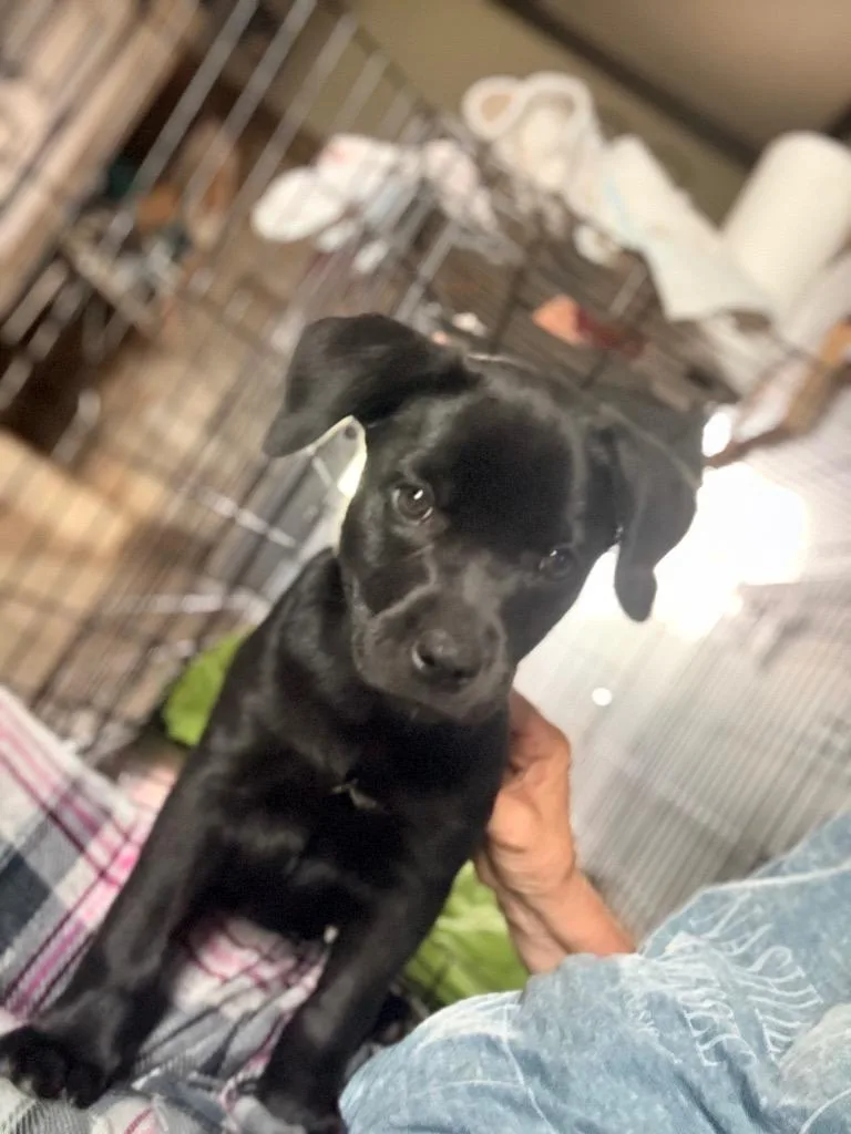 A baby small-sized female Labrador Retriever dog named Colapresley for adoption in Ellijay, GA