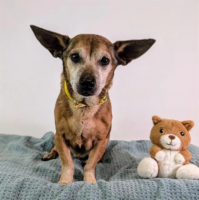 A senior small-sized male Chihuahua dog named A for adoption in Thousand Palms, CA