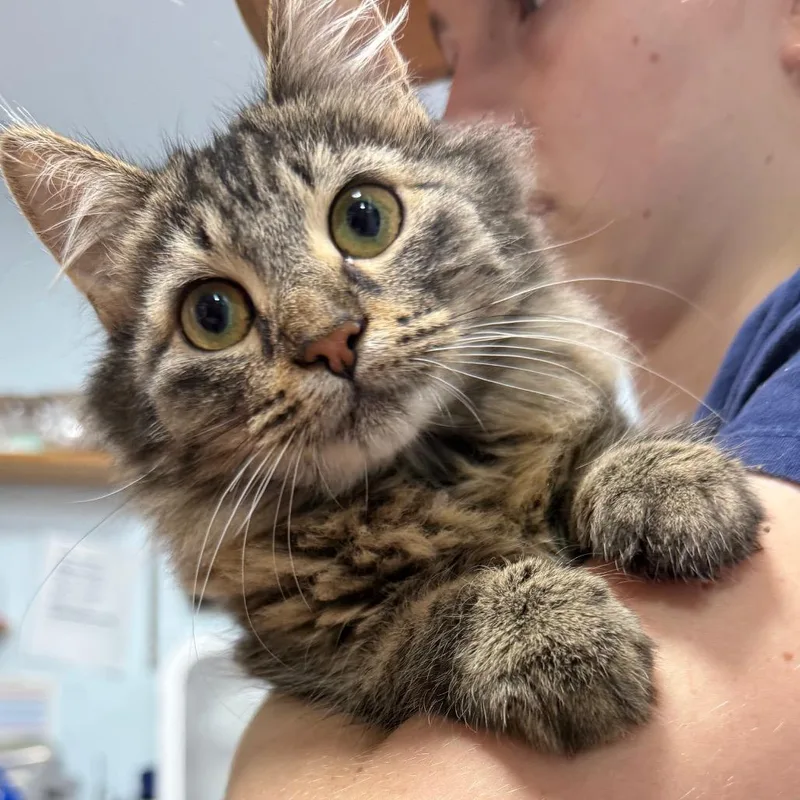 A baby small-sized female Brown / Chocolate Domestic Medium Hair cat named Lola for adoption in Chico, CA