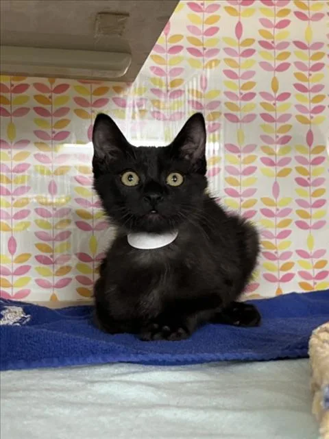 A baby small-sized male Black Domestic Short Hair cat named Pouncer for adoption in Woodland, CA