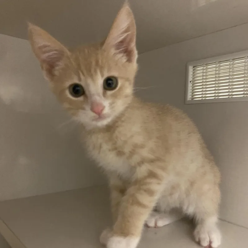 A baby small-sized male Buff / Tan / Fawn Domestic Short Hair cat named Riley for adoption in Redwood City, CA