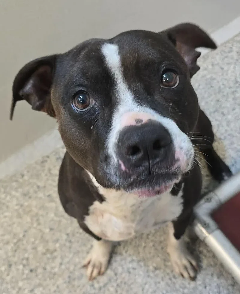 An adult medium-sized male Black Pit Bull Terrier dog named Ajax for adoption in Orange, VA