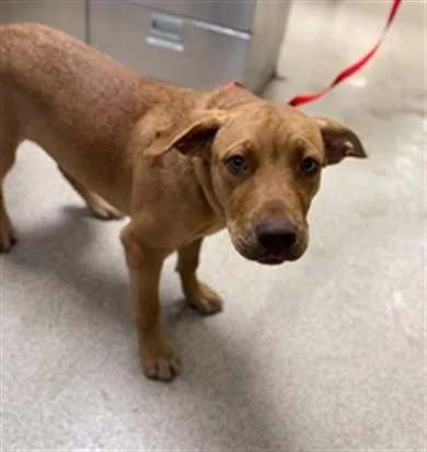 A young medium-sized male Pit Bull Terrier dog named Canelo for adoption in Riverside, CA