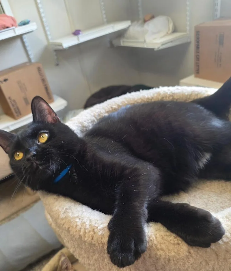 A young small-sized male Domestic Short Hair cat named Jed for adoption in Fremont, OH