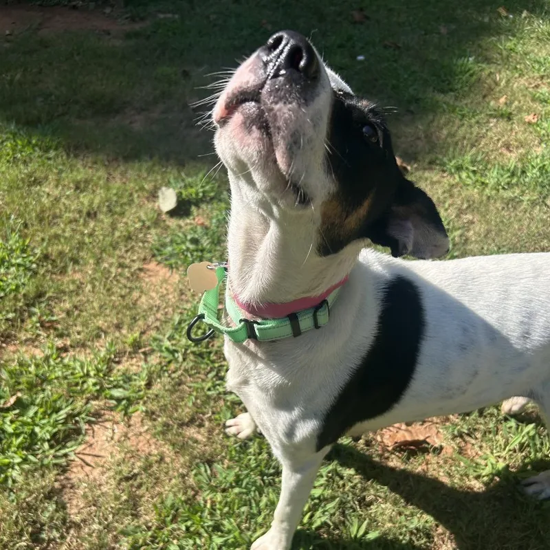 An adult medium-sized female White / Cream Mixed Breed dog named Nora for adoption in Auburn, AL