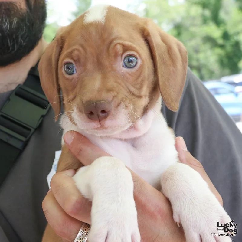 A baby medium-sized male Retriever dog named Cone for adoption in Washington, DC