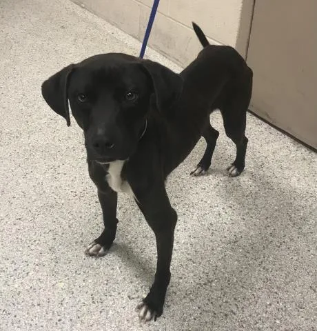 A young small-sized male Pit Bull Terrier dog named Ghost for adoption in Conroe, TX