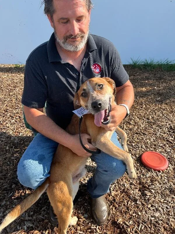 An adult medium-sized male Brown / Chocolate Hound dog named Banjo for adoption in Elyria, OH