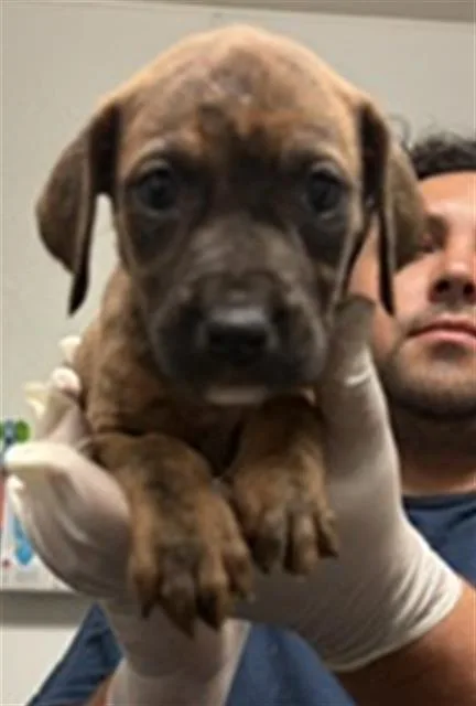 A baby small-sized female Pit Bull Terrier dog named Silk for adoption in Bakersfield, CA