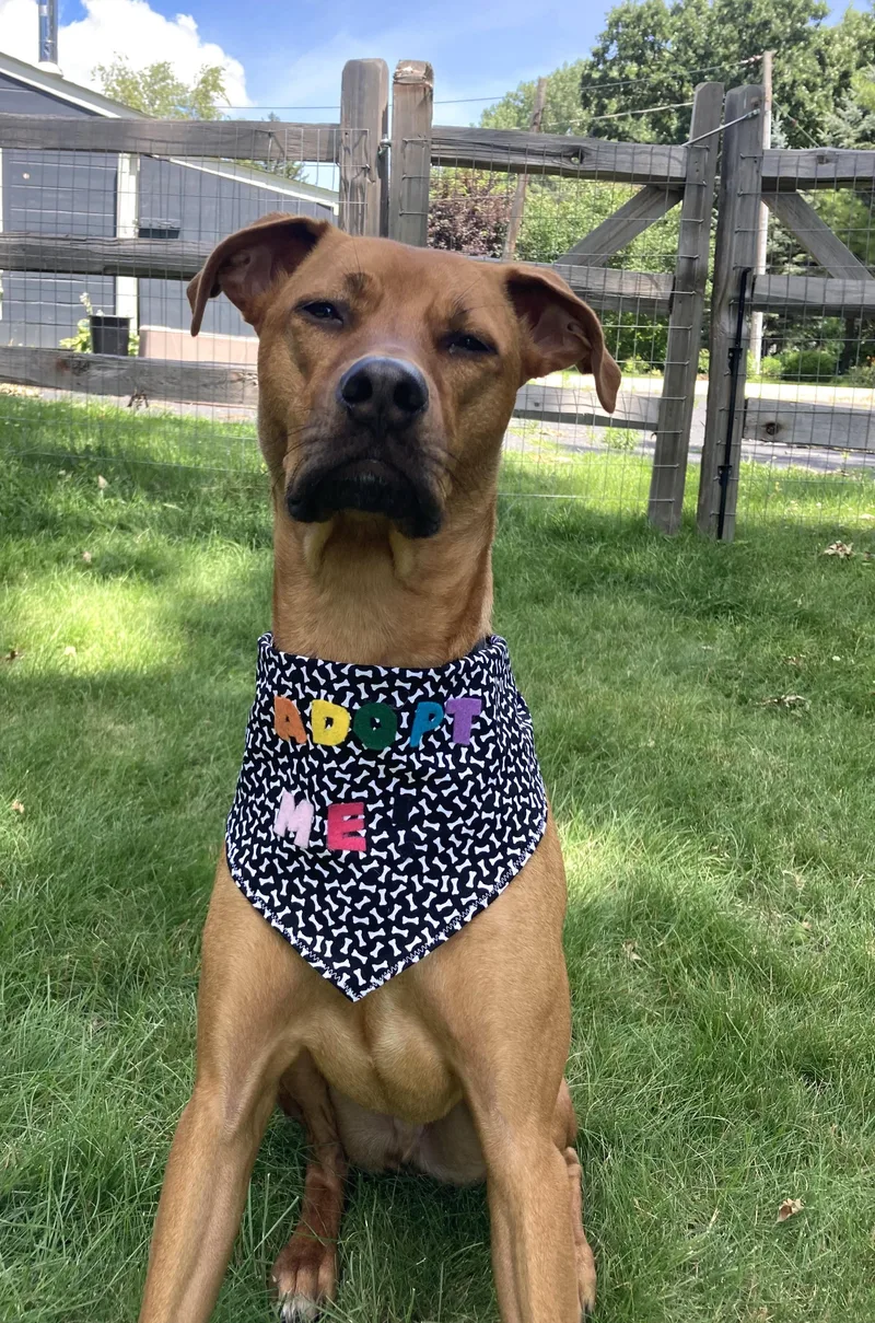 A young medium-sized male Mixed Breed dog named Benvolio for adoption in Palatine, IL
