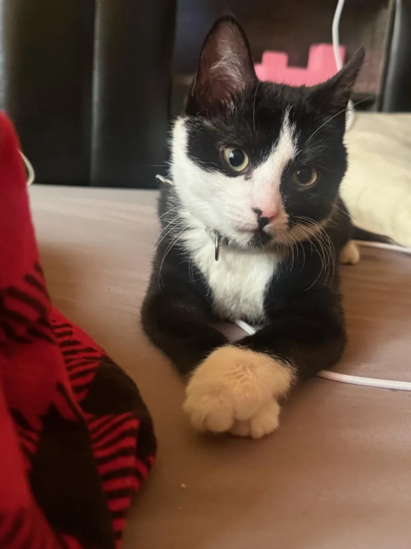 A baby medium-sized female Domestic Short Hair cat named Luna for adoption in Melrose, MA