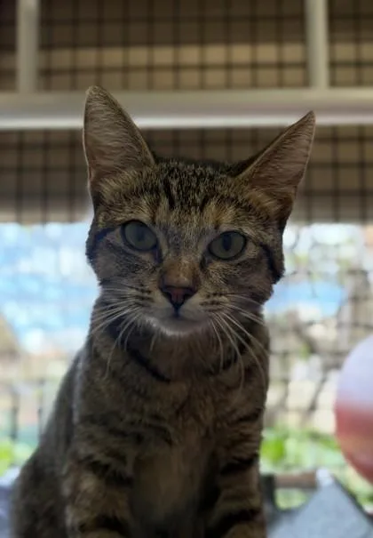 An adult small-sized female Domestic Short Hair cat named Florence for adoption in Honolulu, HI
