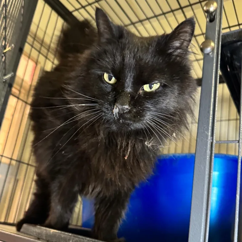 A young medium-sized male Domestic Long Hair cat named Rango for adoption in Saginaw, MI