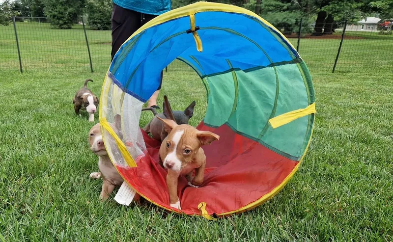 A baby medium-sized male Terrier dog named Justin for adoption in Aurora, IL