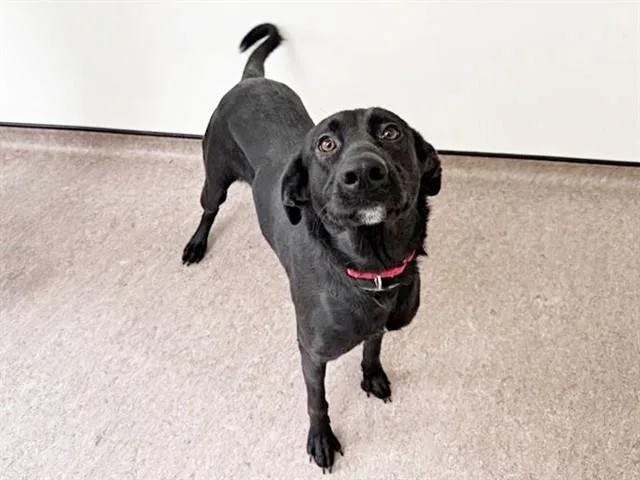 A young large-sized female Labrador Retriever dog named Lady Grey for adoption in Saint Louis, MO