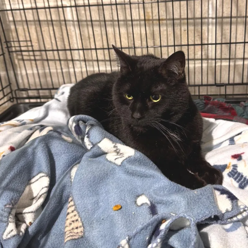 A senior small-sized male Black Domestic Short Hair cat named Sidney for adoption in Mondovi, WI