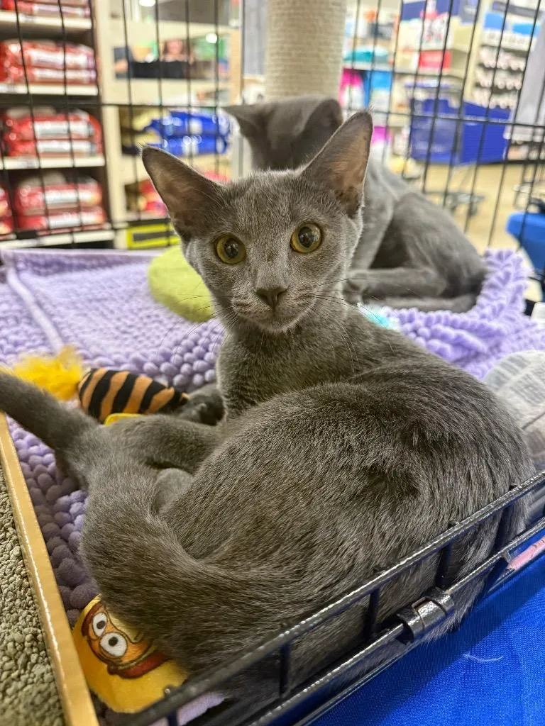 A baby large-sized male Domestic Short Hair cat named Sludge for adoption in warrenville, SC