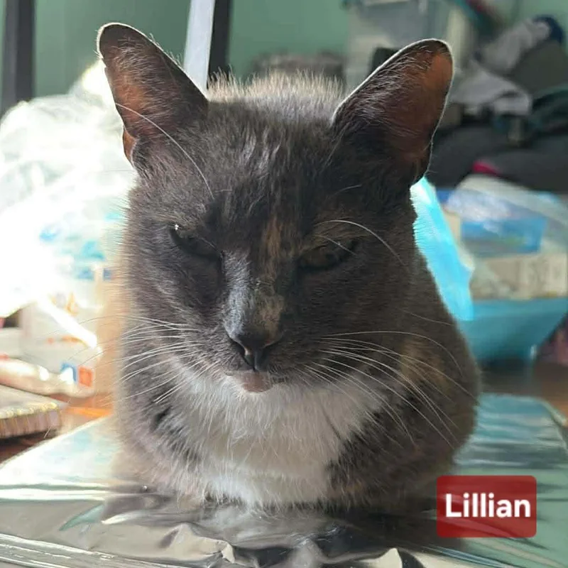 Lillian thumbnail 2