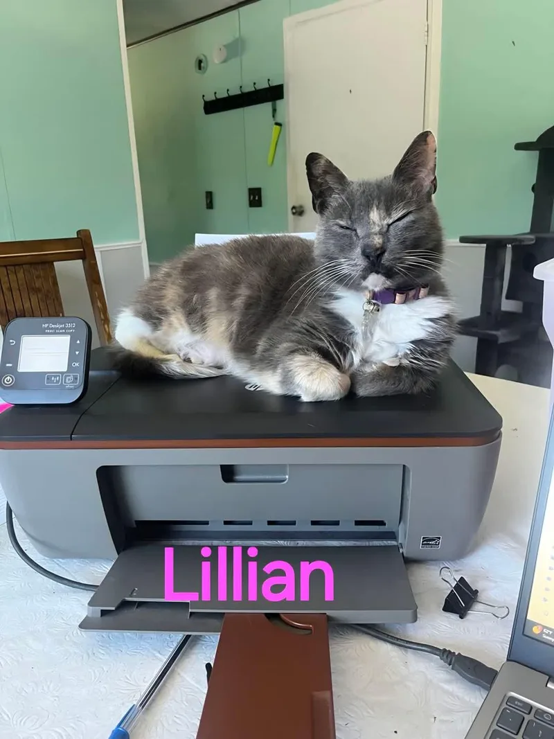 Lillian thumbnail 3