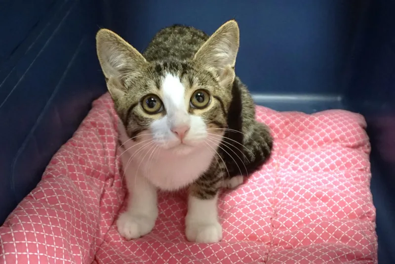 A baby small-sized female Domestic Short Hair cat named Tiani for adoption in Fountain Hills, AZ