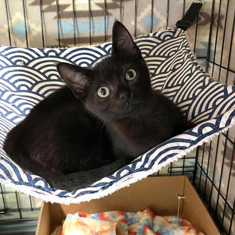 A baby small-sized male Black Domestic Short Hair cat named Bonkers for adoption in Lutz, FL