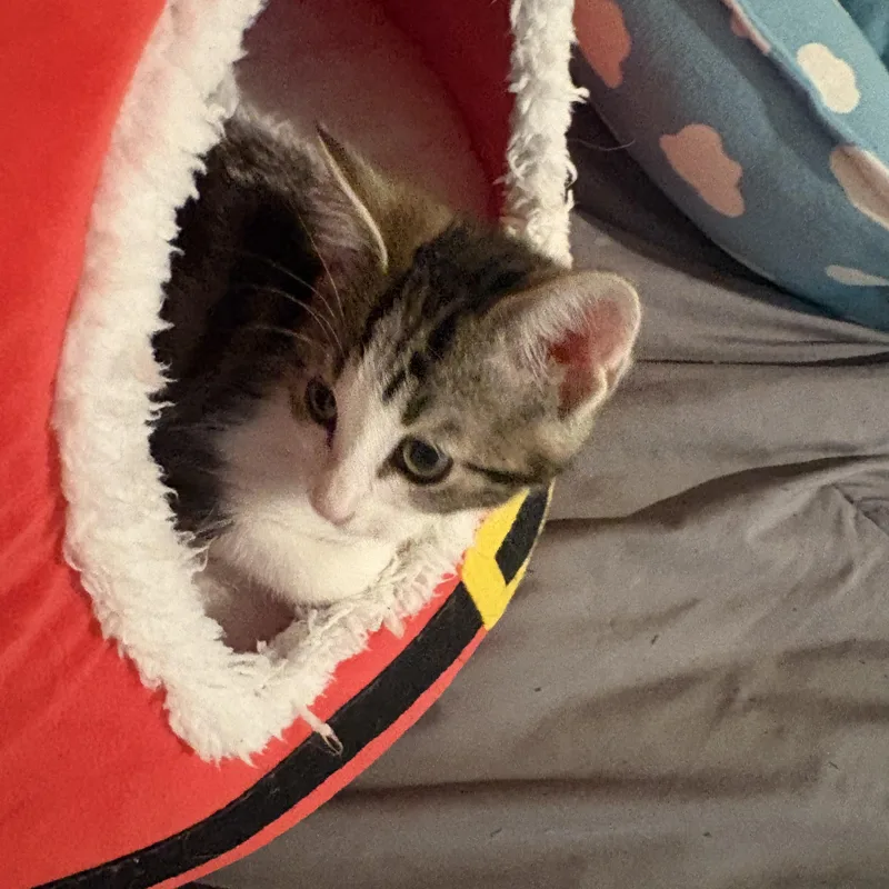 A baby medium-sized female Tabby (Gray / Blue / Silver) Tabby cat named Brie for adoption in Woodinville, WA