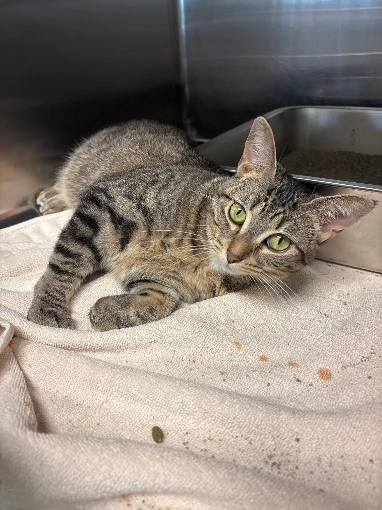 A young medium-sized female Domestic Short Hair cat named Cinnamon for adoption in Lima, OH