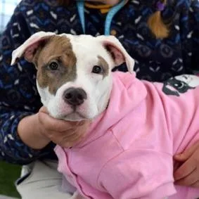 A young medium-sized female White / Cream Mixed Breed dog named Robin for adoption in New York, NY