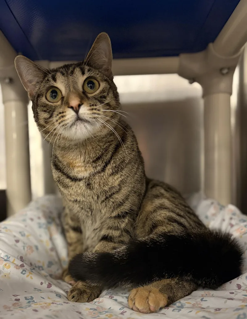 A young medium-sized female Tabby (Tiger Striped) Domestic Short Hair cat named Naboo for adoption in Maple Shade, NJ