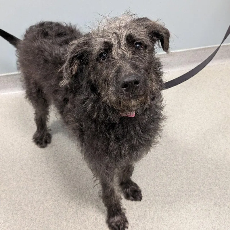 A young extra large-sized female Irish Wolfhound dog named Abby for adoption in New Castle, DE