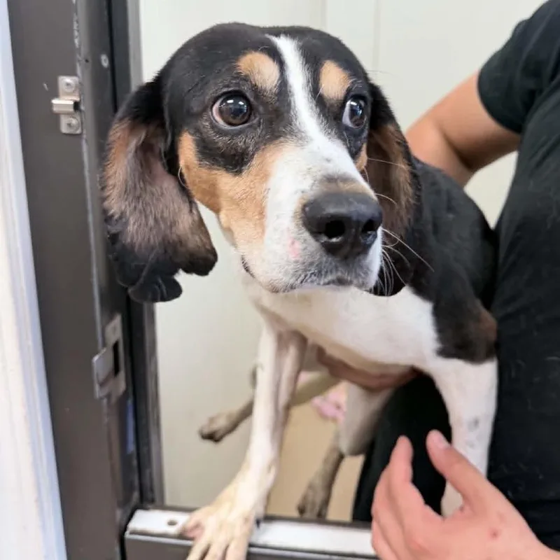 An adult small-sized male Brown / Chocolate Beagle dog named Bolt  Chino Hills for adoption in Chino Hills, CA