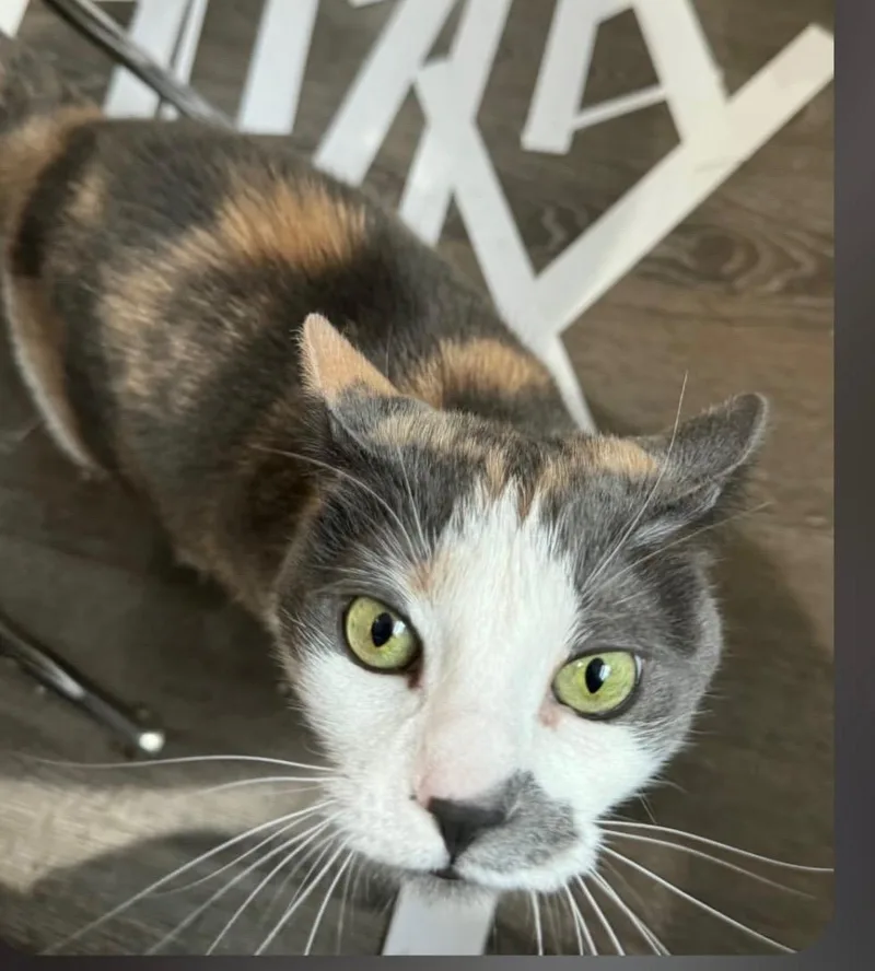 A young medium-sized female Gray & White Calico cat named Athena for adoption in New York, NY