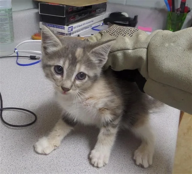 A baby small-sized female Domestic Short Hair cat named Christina for adoption in Augusta, GA