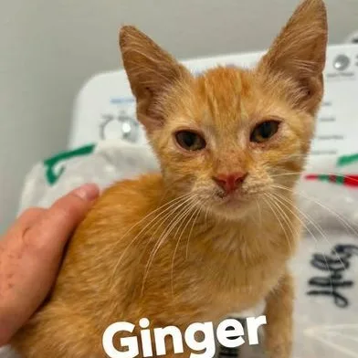 Ginger thumbnail 3