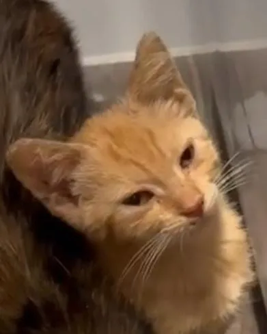 Ginger thumbnail 6