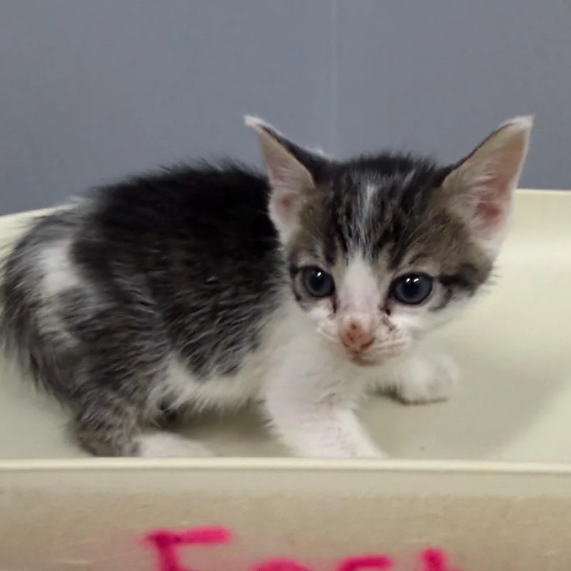 A baby small-sized female Brown / Chocolate Domestic Short Hair cat named StrayBiggersRoad for adoption in Columbus, GA