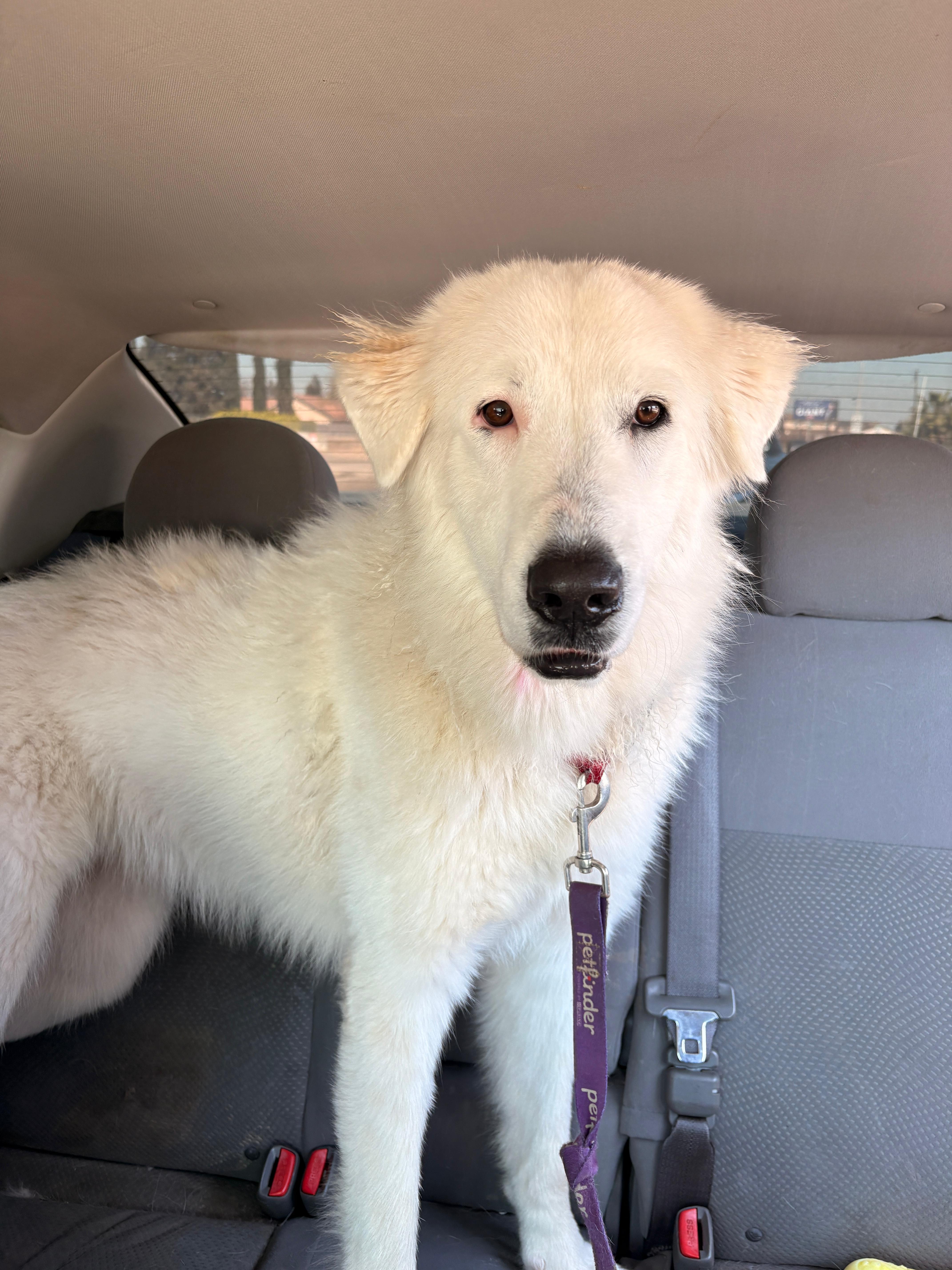 A young large-sized female White / Cream Great Pyrenees dog named Skai for adoption in Coarsegold, CA