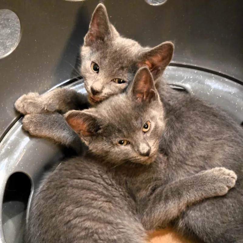 A baby small-sized female Gray / Blue / Silver Domestic Short Hair cat named Pammy Purcell for adoption in Morrison, CO